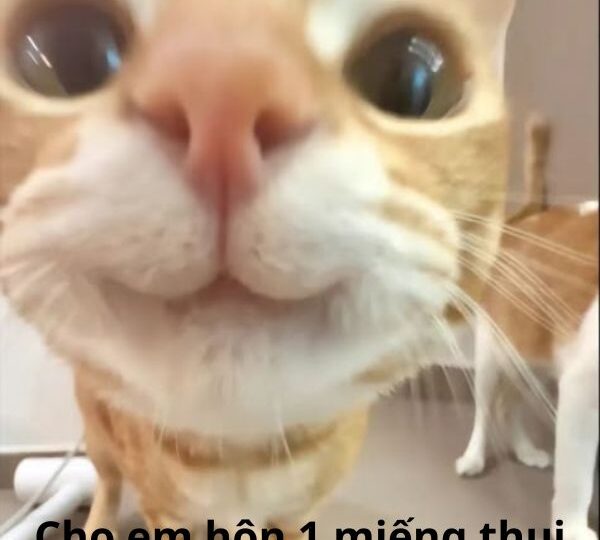 Tổng hợp 55+ ảnh hôn troll vô cùng hài hước và độc đáo