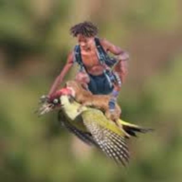 ảnh chim troll bị người cưỡi