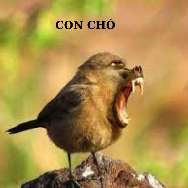 ảnh chim troll cãi lộn