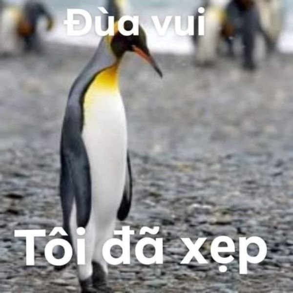 ảnh chim troll chán nản