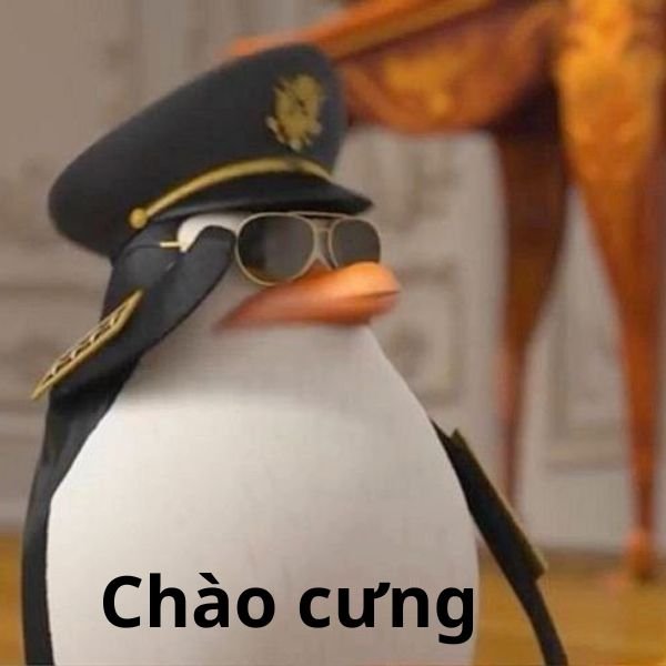 ảnh chim troll chào cưng