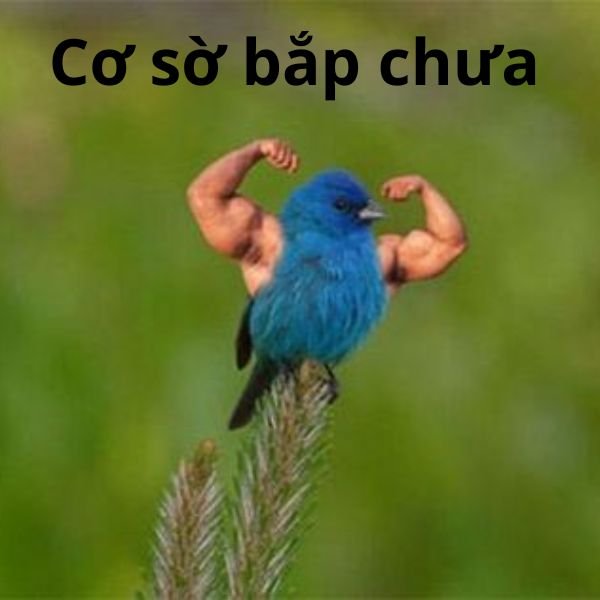 ảnh chim troll cơ bắp