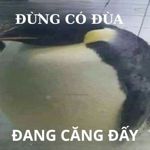 ảnh chim troll cục