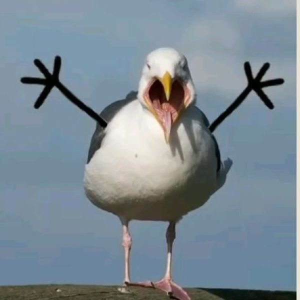 ảnh chim troll dang tay