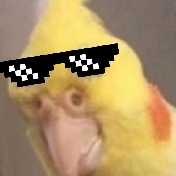 ảnh chim troll đeo kính