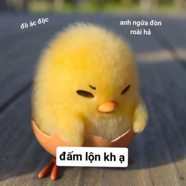 ảnh chim troll gạ đòn