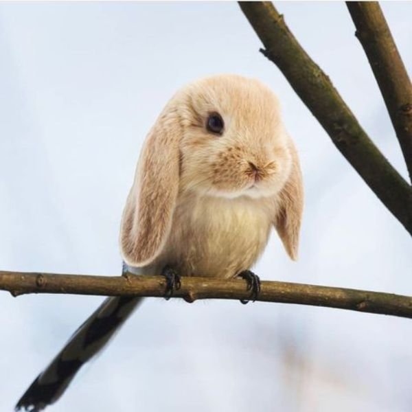 ảnh chim troll giả thỏ