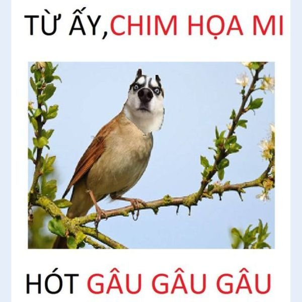 ảnh chim troll họa mi ngừng hót