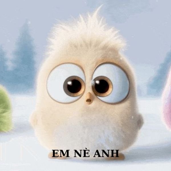 ảnh chim troll mắt to