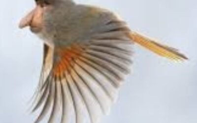 ảnh chim troll mũi to