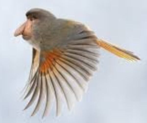 ảnh chim troll mũi to