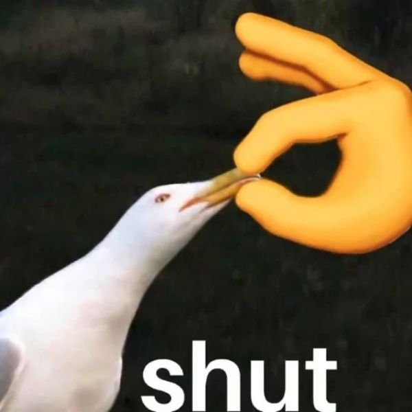 ảnh chim troll suỵt