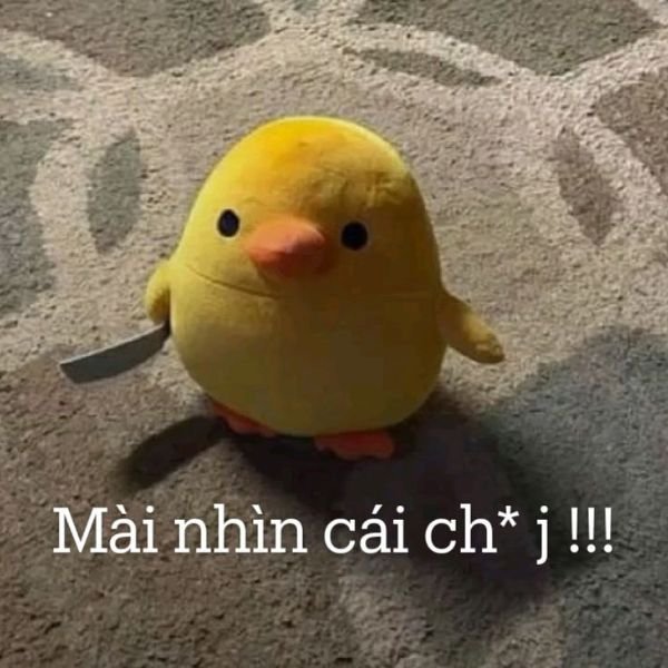 ảnh chim troll thích đánh nhau