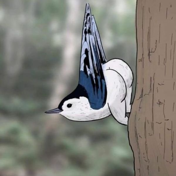 ảnh chim troll tiếp đất