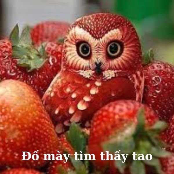 ảnh chim troll trốn tìm