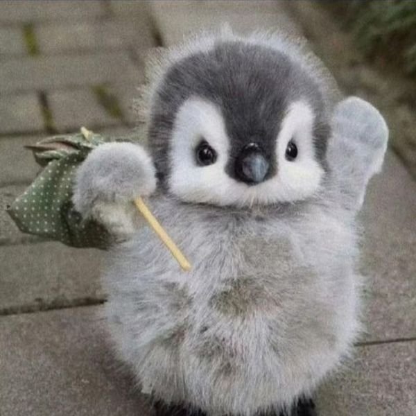 ảnh chim troll vô gia cư