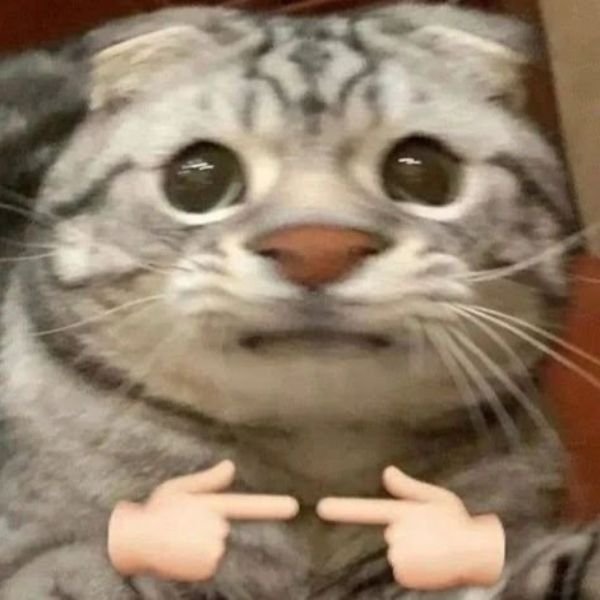 ảnh đại diện troll dễ thương