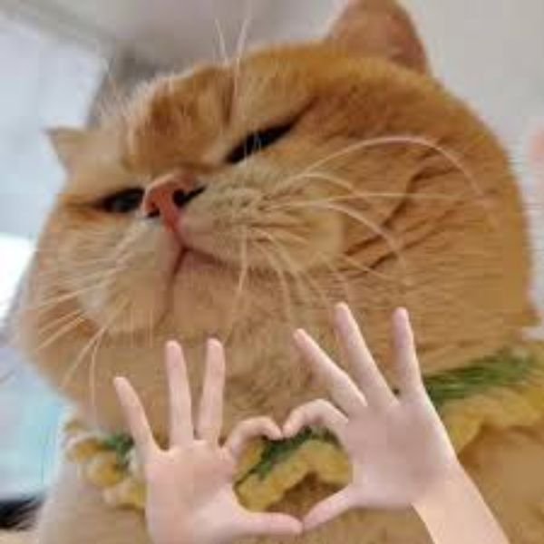 ảnh đại diện troll mèo cute