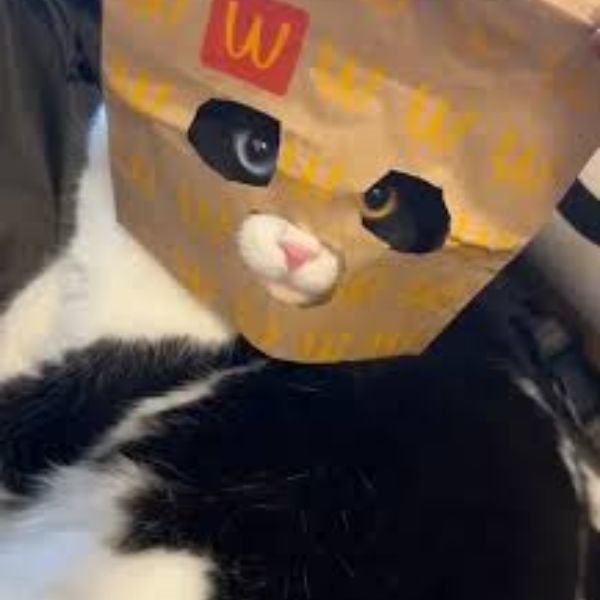 ảnh đại diện troll mèo đen