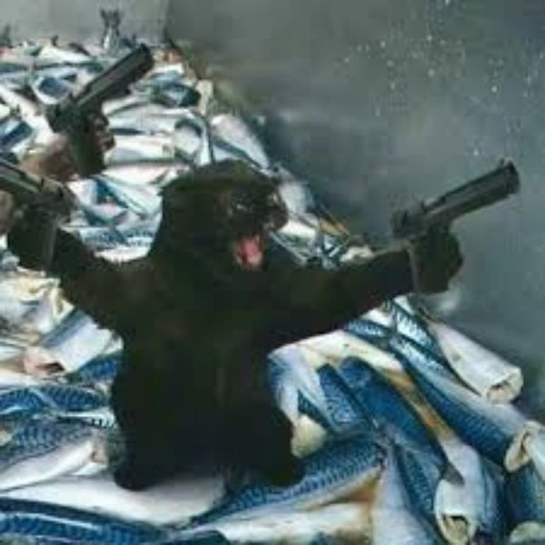 ảnh đại diện troll mèo gào