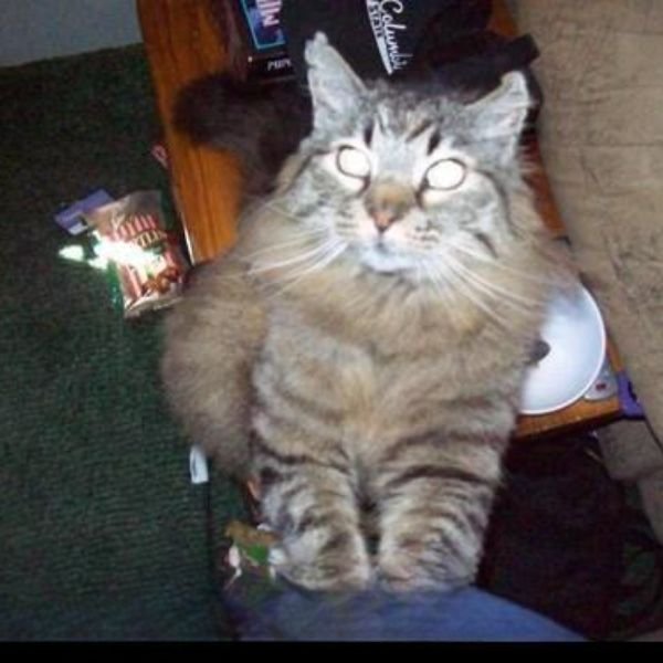 ảnh đại diện troll mèo ma