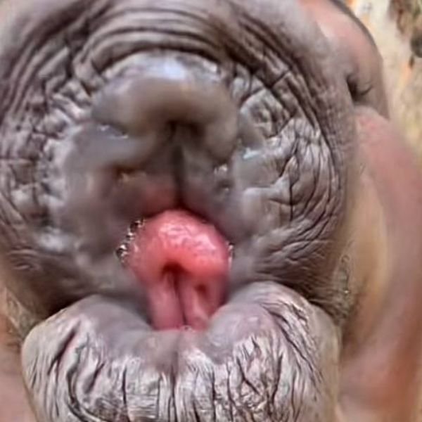 ảnh hôn troll lè