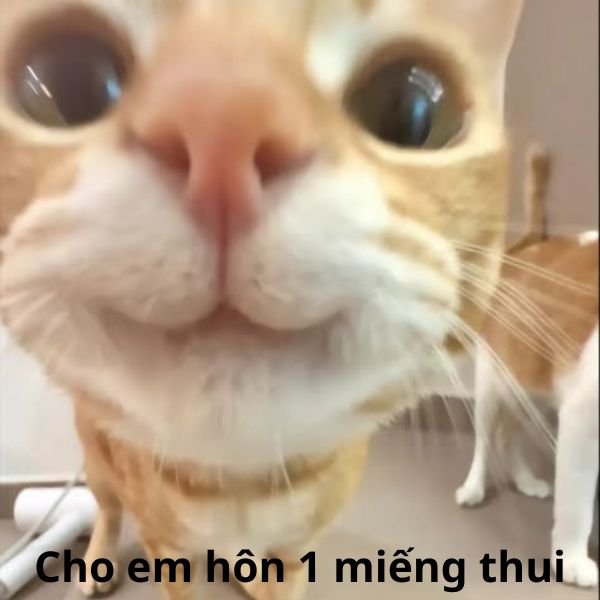 ảnh hôn troll mèo cute