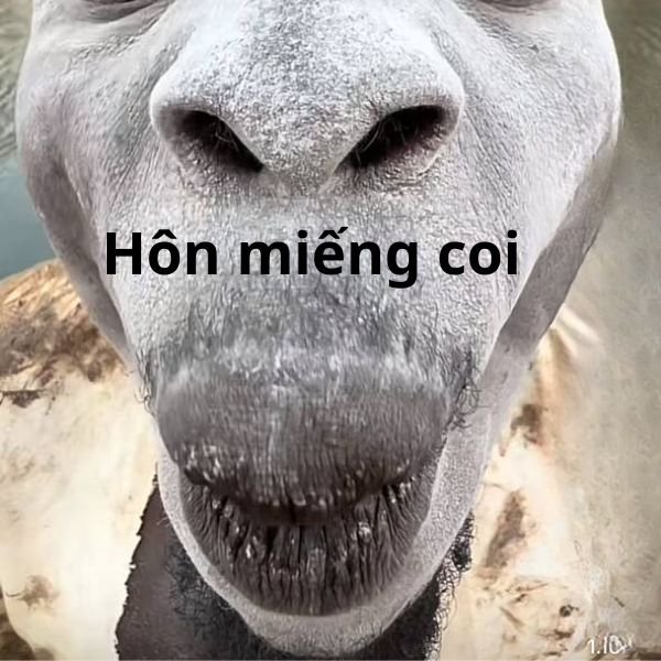 ảnh hôn troll miếng