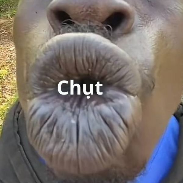 ảnh hôn troll môi đen