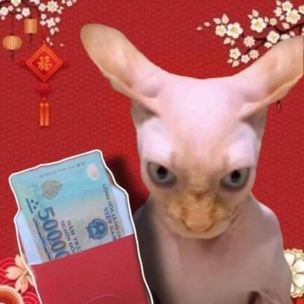 ảnh lì xì troll chó ghét