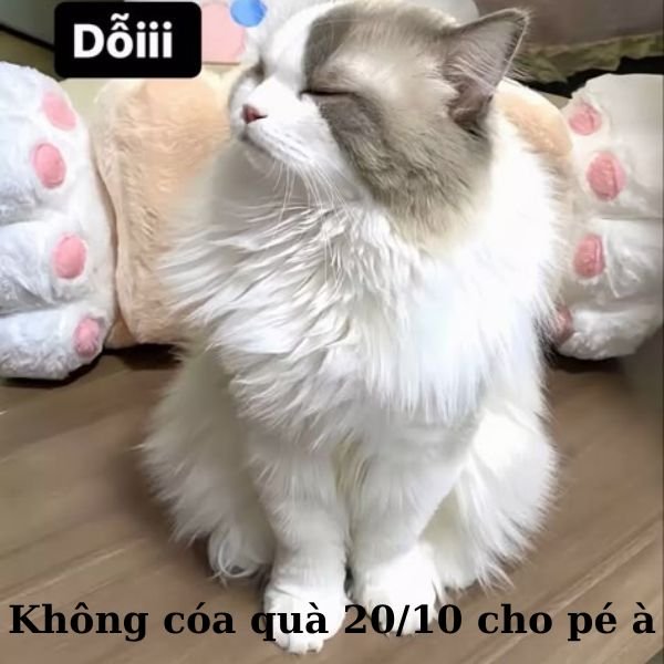 ảnh troll 20.10 mèo dỗi