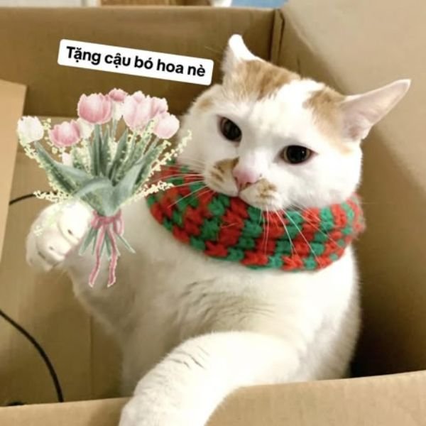 ảnh troll 20.10 tặng nè