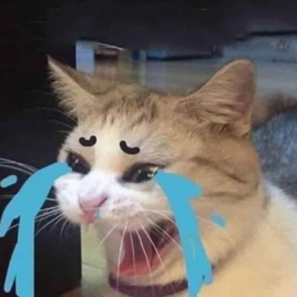 ảnh troll khóc mèo