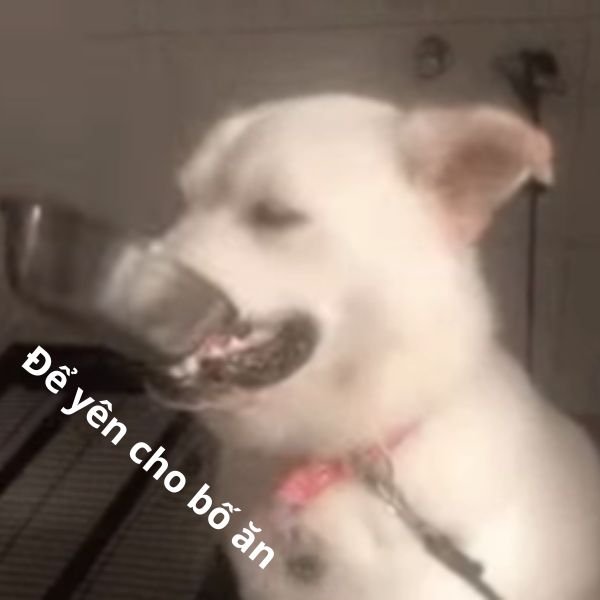 ảnh video troll để bố yên