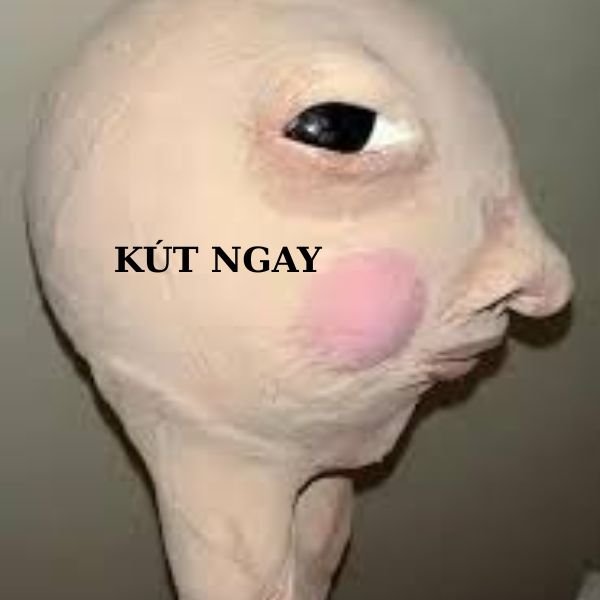 ảnh video troll kút ngay