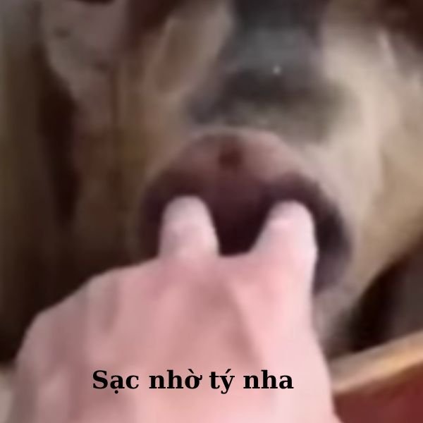 ảnh video troll sạc nhờ tý