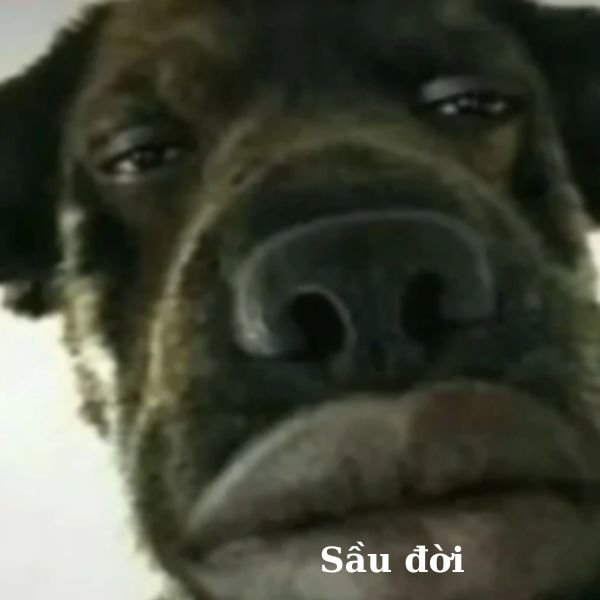 ảnh video troll sầu đời