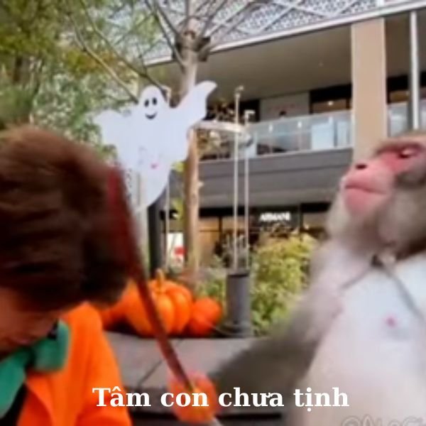 ảnh video troll tâm con chưa tịnh