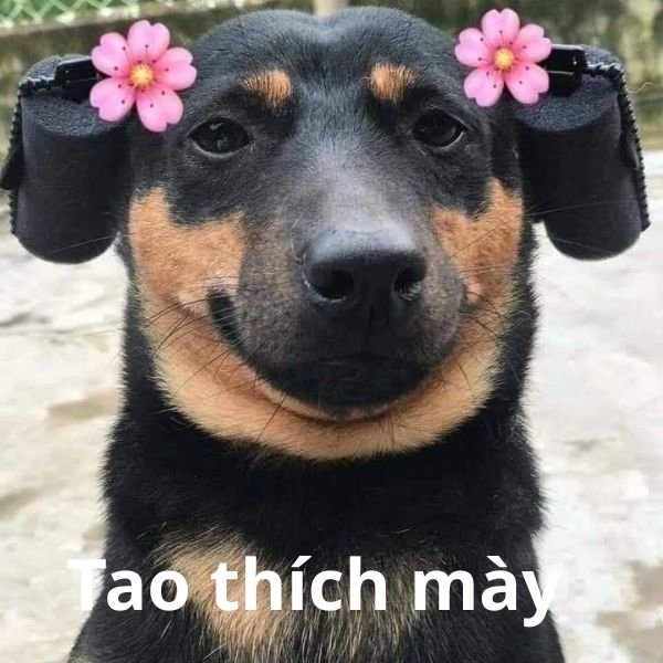 tao thích mày troll chó cài hoa