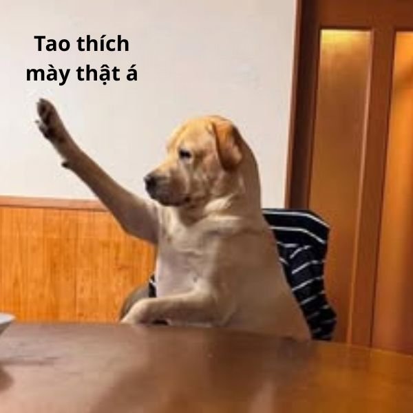 tao thích mày troll chó dơ tay