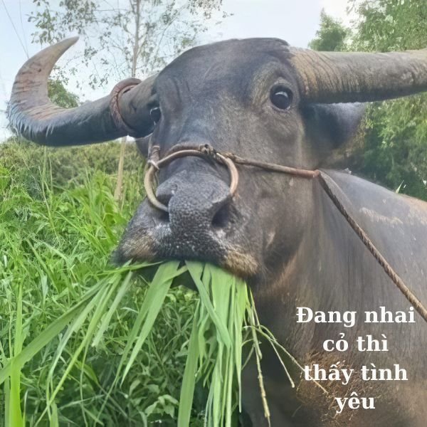 tao thích mày troll con trâu