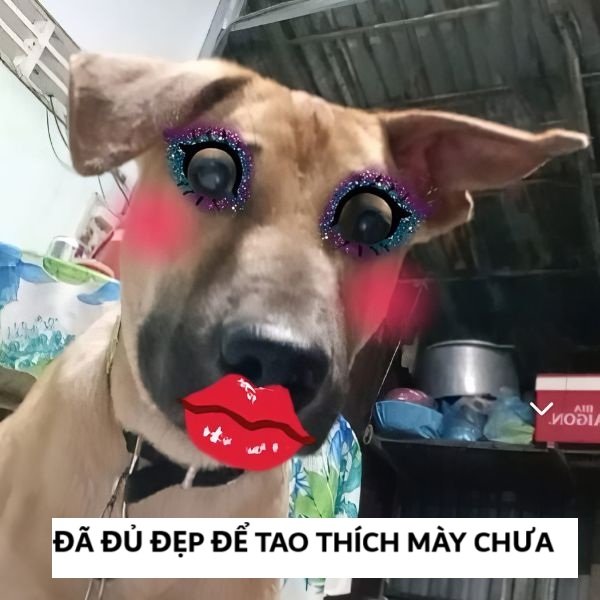 tao thích mày troll đẹp