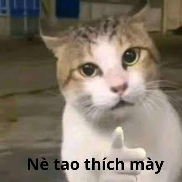 tao thích mày troll mèo