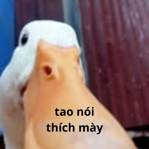 tao thích mày troll mỏ vịt