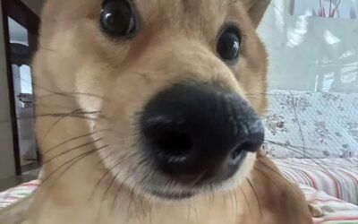 tao thích mày troll vl