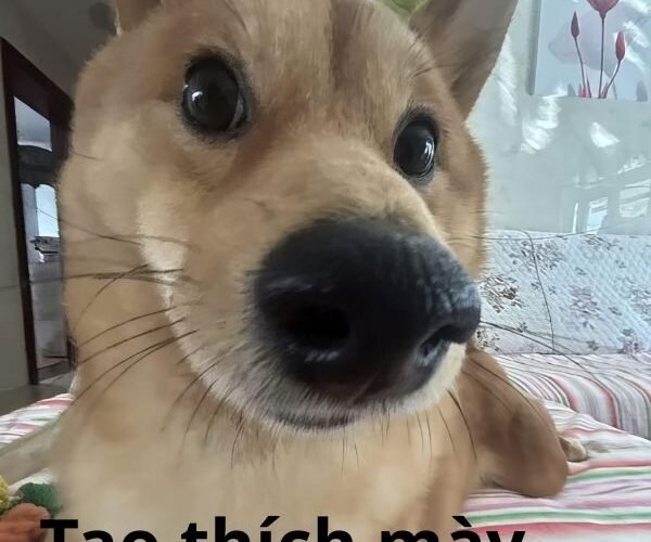 tao thích mày troll vl