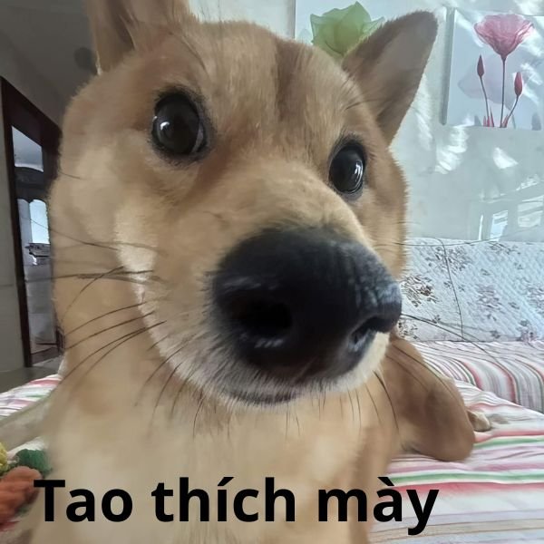 tao thích mày troll vl