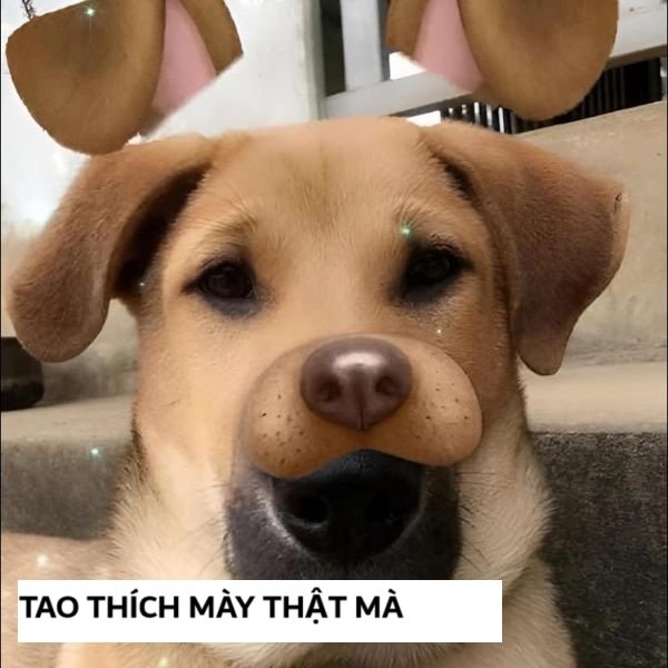 tao thích mày troll