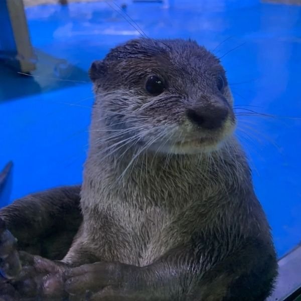 ảnh avatar rái cá dễ thương