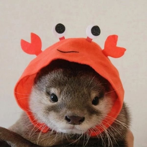 ảnh avatar rái cá hd